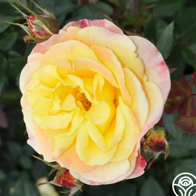 Night Light®>Heirloom Roses Sale