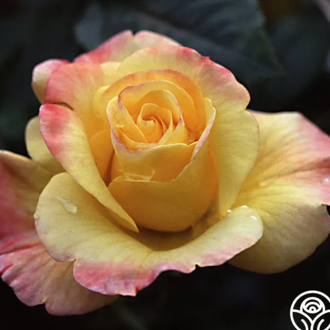 Night Light®>Heirloom Roses Sale