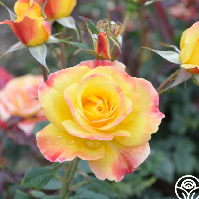 Night Light®>Heirloom Roses Sale