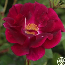 Night Owl™>Heirloom Roses