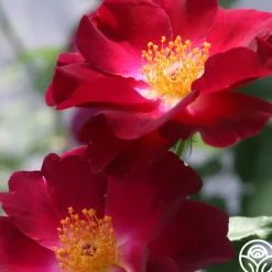Night Owl™>Heirloom Roses