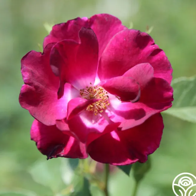 Night Owl™>Heirloom Roses