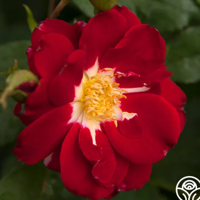 Night Song>Heirloom Roses Hot