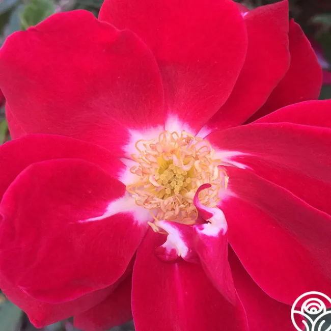 Night Song>Heirloom Roses Hot