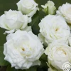 Nona>Heirloom Roses