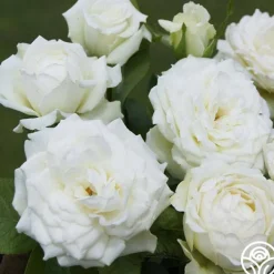Nona>Heirloom Roses