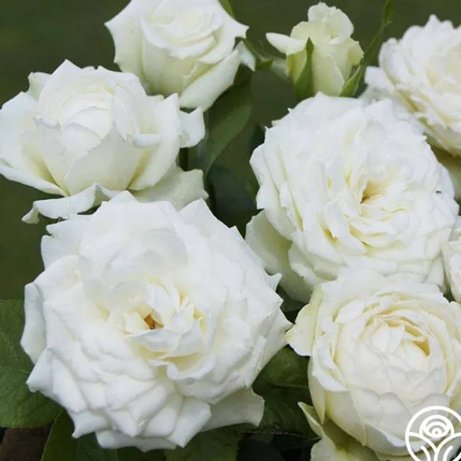 Nona>Heirloom Roses