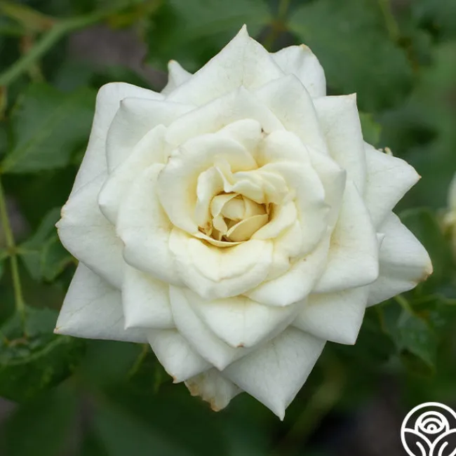 Nona>Heirloom Roses