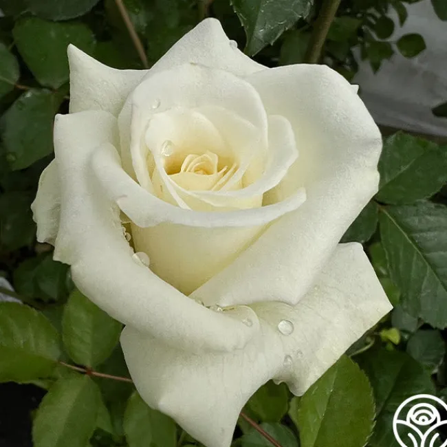 Nona>Heirloom Roses