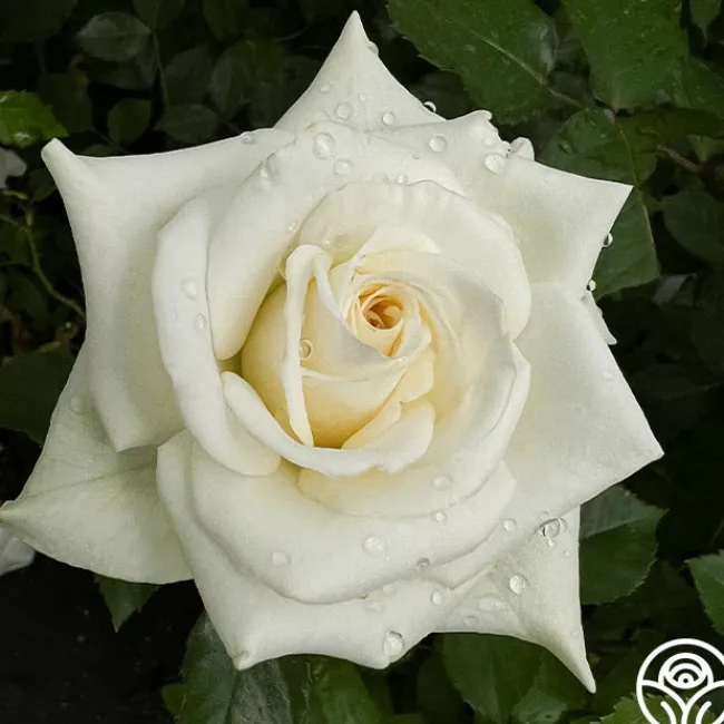 Nona>Heirloom Roses
