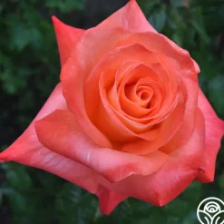 Octoberfest™>Heirloom Roses New