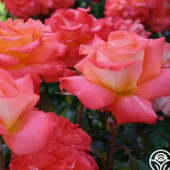 Octoberfest™>Heirloom Roses New