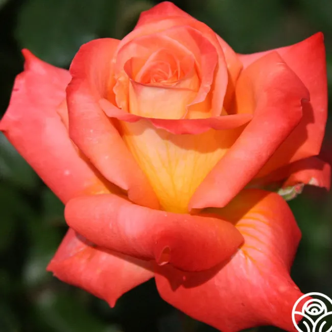 Octoberfest™>Heirloom Roses New