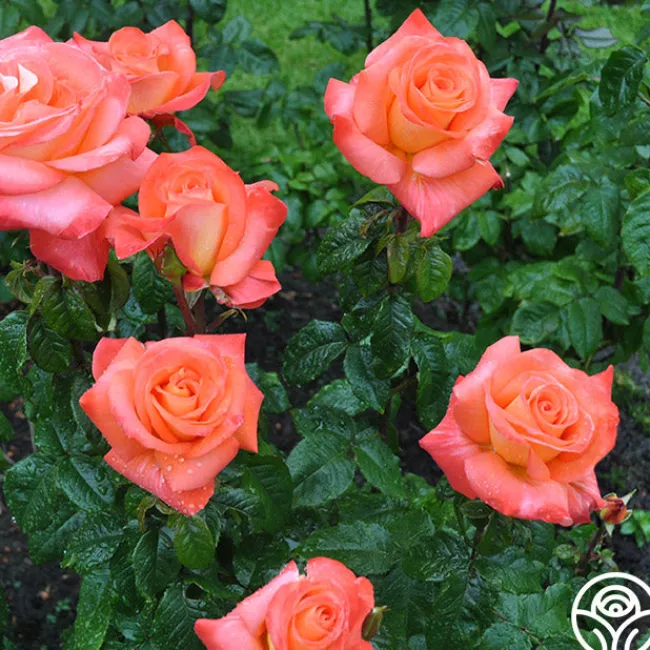 Octoberfest™>Heirloom Roses New