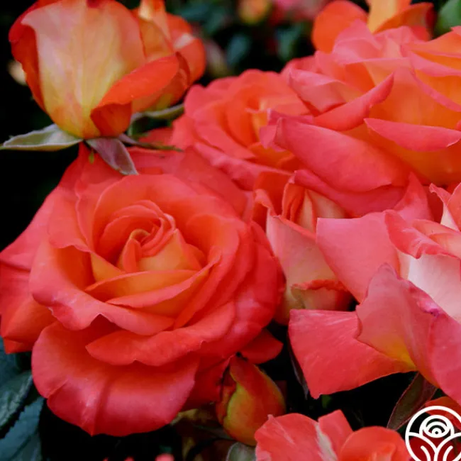 Octoberfest™>Heirloom Roses New