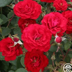 Oh My!™>Heirloom Roses Hot