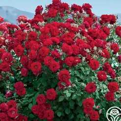 Oh My!™><noscript><img width=