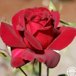 Oklahoma>Heirloom Roses Hot