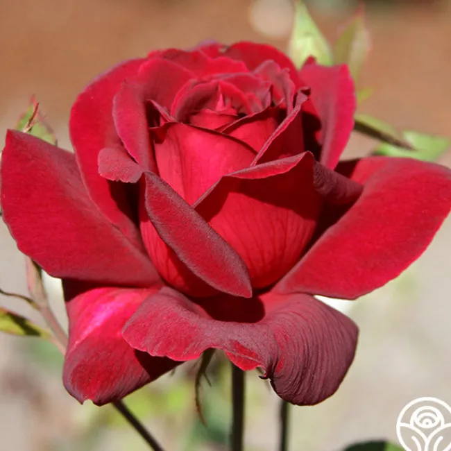 Oklahoma>Heirloom Roses Hot