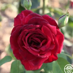 Oklahoma>Heirloom Roses Hot
