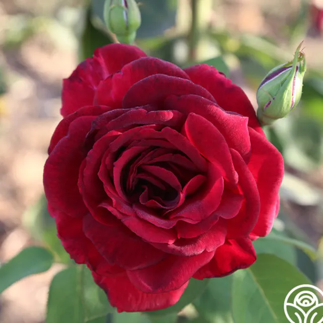 Oklahoma>Heirloom Roses Hot