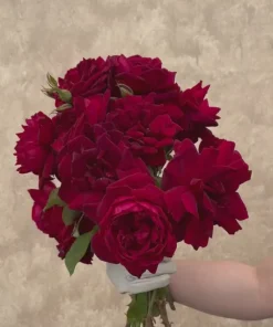 Oklahoma><noscript><img width=