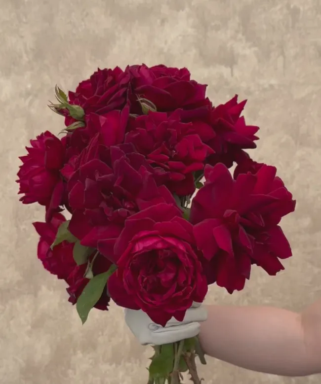 Oklahoma>Heirloom Roses Hot