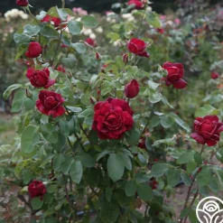 Oklahoma><noscript><img width=