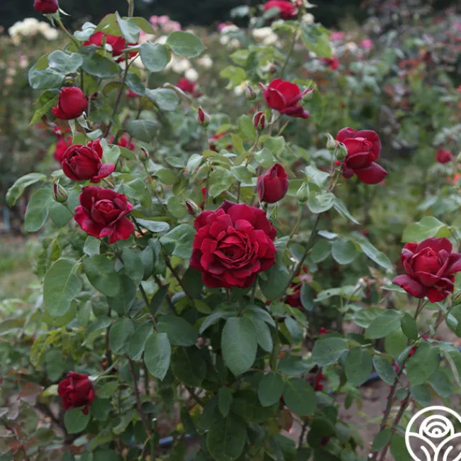 Oklahoma>Heirloom Roses Hot