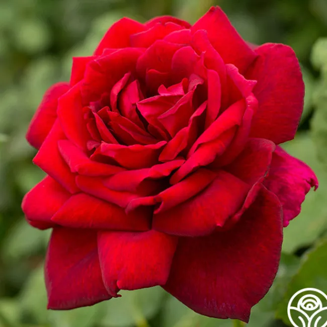 Oklahoma>Heirloom Roses Hot