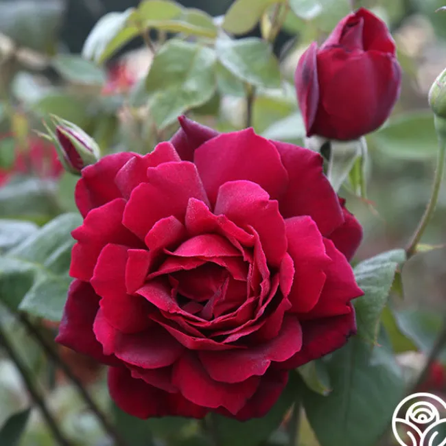 Oklahoma>Heirloom Roses Hot