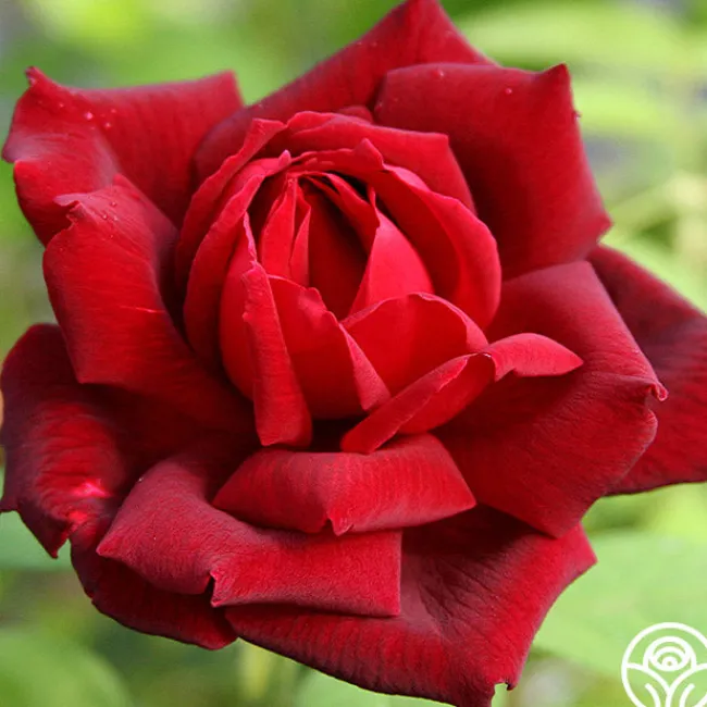 Oklahoma>Heirloom Roses Hot