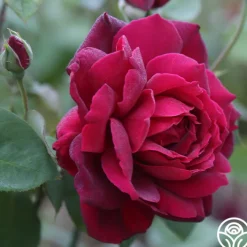Oklahoma><noscript><img width=