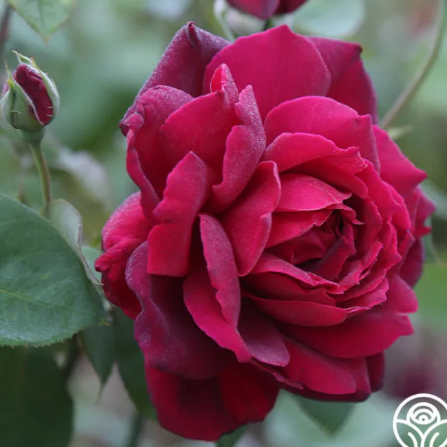 Oklahoma>Heirloom Roses Hot