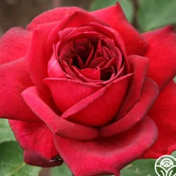 Oklahoma><noscript><img width=