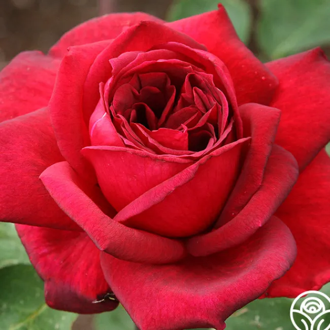 Oklahoma>Heirloom Roses Hot