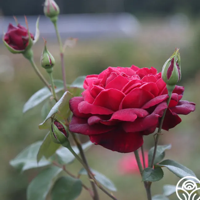 Oklahoma>Heirloom Roses Hot