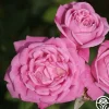 Old Blush>Heirloom Roses Hot