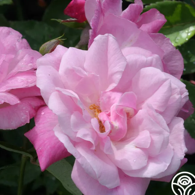 Old Blush>Heirloom Roses Hot