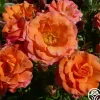 Old John™>Heirloom Roses