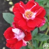 Old Master>Heirloom Roses Online