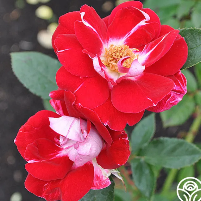 Old Master>Heirloom Roses Online