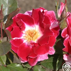 Old Master>Heirloom Roses Online