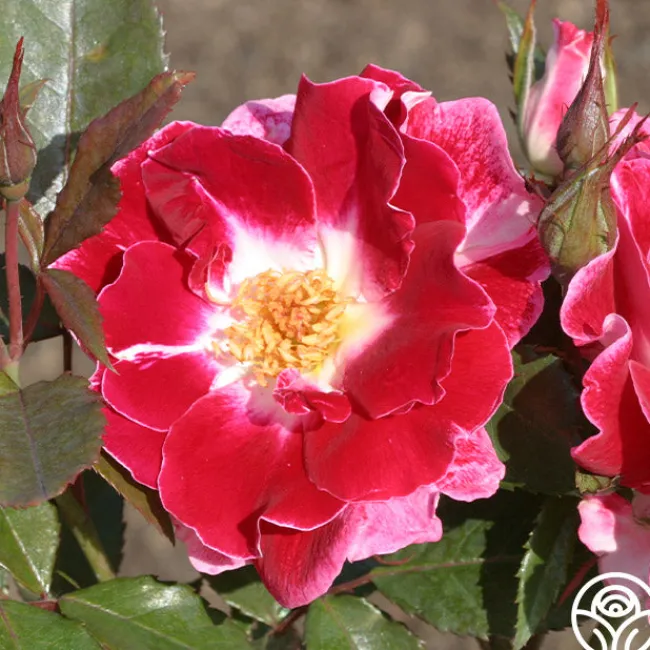 Old Master>Heirloom Roses Online