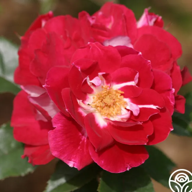 Old Master>Heirloom Roses Online