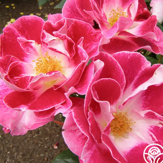 Old Master>Heirloom Roses Online