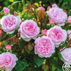 Olivia Rose Austin>Heirloom Roses Discount