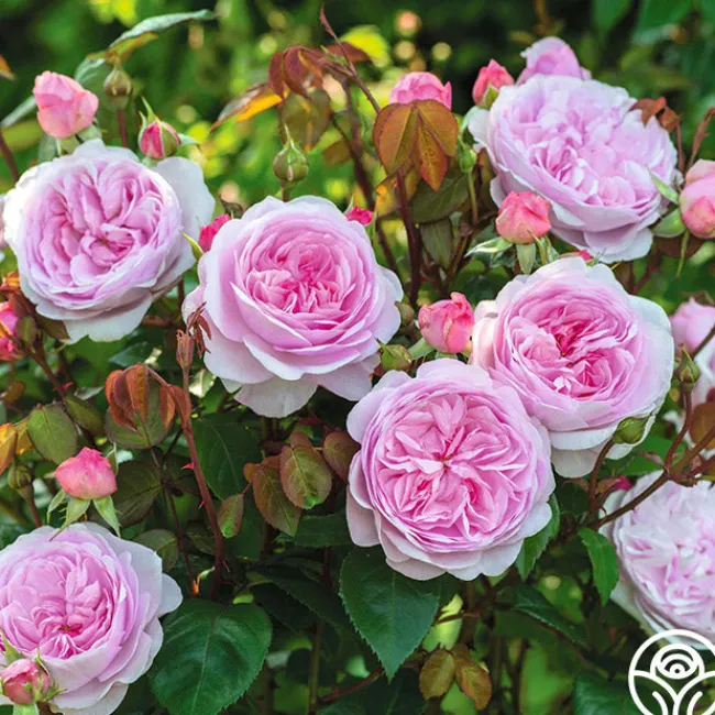 Olivia Rose Austin>Heirloom Roses Discount