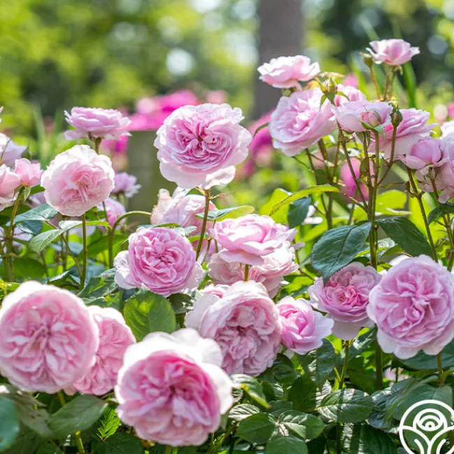 Olivia Rose Austin>Heirloom Roses Discount