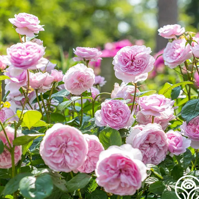 Olivia Rose Austin>Heirloom Roses Discount